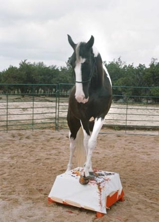 Equine artist Lady C, owned by Sheryl Crow (or is it the other way around?), paints a canvas for the Animal Trustees of Austin's Petcasso fundraiser.