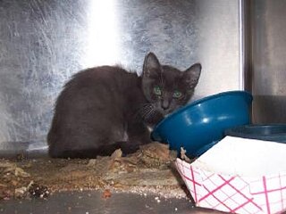 A kitten cowers in an unkempt cage at the problem-plagued Williamson Co. Regional Animal Shelter in Georgetown.