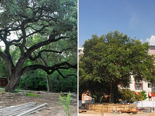 Some trees get the royal treatment from the city; others don’t fare so
well. The tree with the cozy wrapping around the bottom is rooted on
Block 21 Downtown but is being prepped for a Saturday move to make way
for development in the City Hall area. The tree will move to city
parkland at Congress and Cesar Chavez. The other tree, in the Deep Eddy
neighborhood, is one of several that have been the subject of
neighborhood outrage. Area residents charge that builders have cut down
trees they believe should have been spared under the city’s
tree-protection ordinance. While this one has not been slated for
cutting, the framing of a slab close to the tree has the neighbors
worried about its future. <i>Lee Nichols</i>