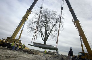 On Dec. 6, Catellus Development Group and Jamail & Smith Construction transplanted a 100-ton, 45-foot-tall pecan tree to Lake Park in the Mueller neighborhood development, taking seven hours with a 10-man crew. This tree, by far the largest among the 120 trees transplanted to Lake Park since early October, marks the final tree to be planted in the lakeside green space. Twenty percent of the neighborhood is to be dedicated to parkland and open space, including 15,000 new trees upon completion.
