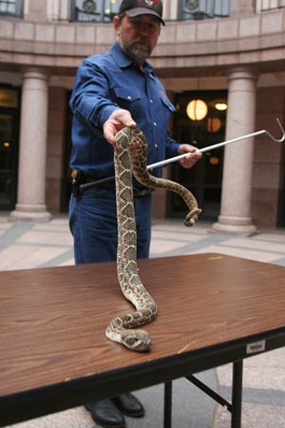 Representatives move out, rattlesnakes move in. The Sweetwater Jaycees
brought a box full of rattlers to the Capitol Extension this week to
give Austinites a rare and controlled hands-on experience with some
Texas wildlife. The snakes, or rather their handlers, were the guests of
Rep. Susan King, R-Abilene; they were publicizing Sweetwater’s 50th
annual Rattlesnake Round-Up, March 4-9. Originally a pest-control
operation, it is now the world’s largest rattlesnake hunt and a major
tourism event, with 30,000 visitors attracted and 13,128 pounds of
Western Diamondbacks collected in 2006. Attractions this year include
the rattlesnake review parade, guided hunts, the Miss Snake Charmer
scholarship competition, and, of course, fried rattlesnake. <i>Richard
Whittaker</i>