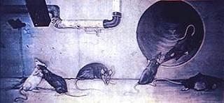 The rats, the rats