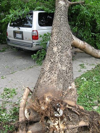 A downed tree rips up soil and sidewalk on West Avenue