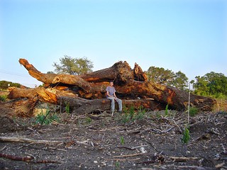 Alan Watts and some of the 143 mature trees illegally cleared from an Oak Hill construction site