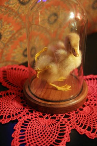 The four-legged duck