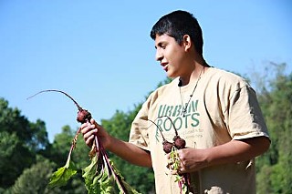 Raymundo Peña harvesting beets