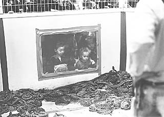 Children gaze into one of the four snake pits.