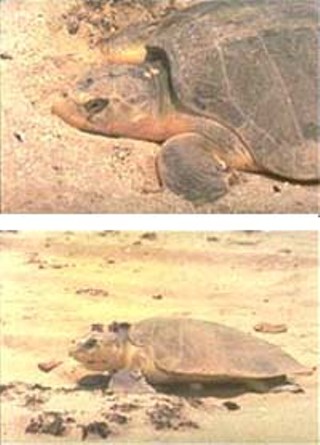 The endangered Kemp's ridley turtle.<br>
(photos courtesy of Sea Turtle Restoration Project)