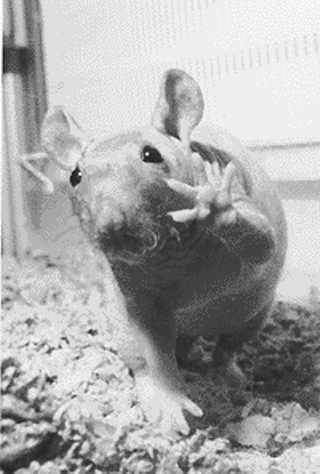 Real Life Rat Tales