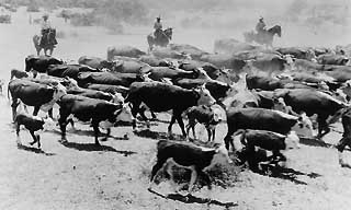 Callaghan Ranch Photographic Album CN10525<br>
The Center for American History, University of Texas at Austin