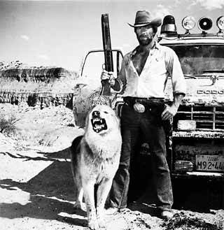 Chuck Norris in an earlier incarnation, as <i>Lone Wolf McQuade</i> (1983), a maverick Texas Ranger who crusades for justice at all costs. The wolf (left, with the really hairy chest) is not identified, and his contract was apparently not renewed.