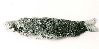 <i>Fur Bearing Trout</i>