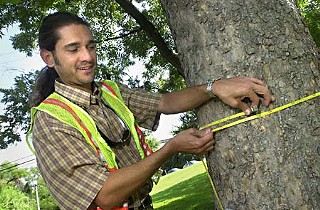 City arborist Michael Embesi sizes up a tree.