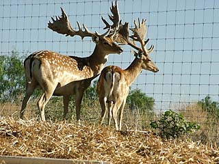Deer at I-Diamond-I Ranch, in Mills County