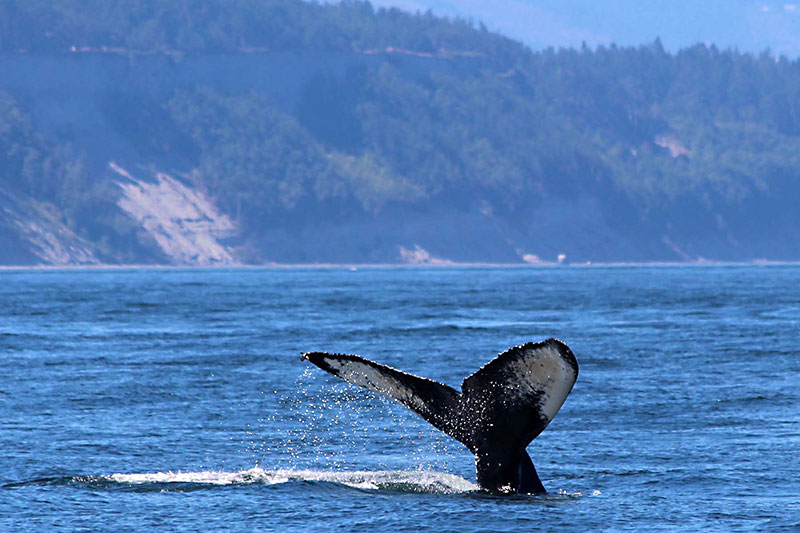 Day Trips: Whale-watching: Washington state offers an exciting escape