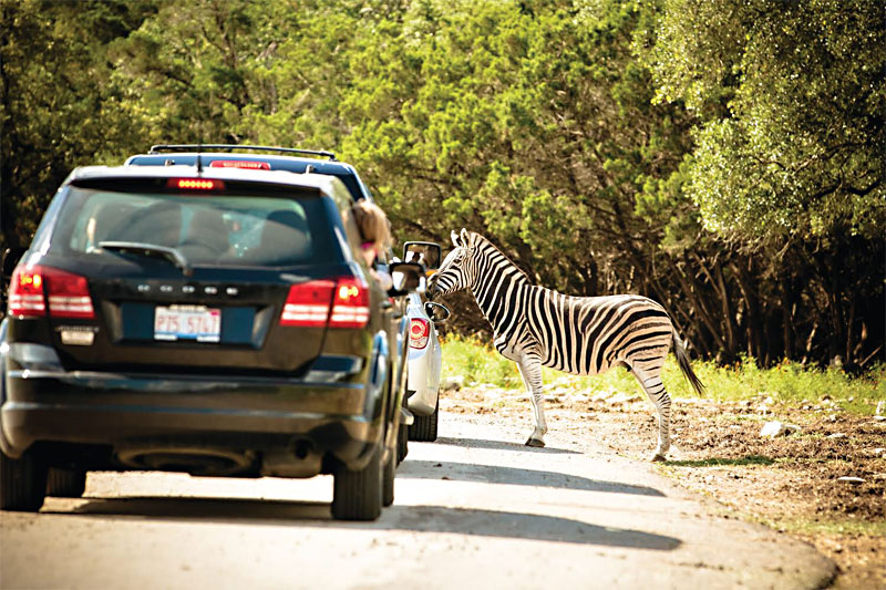 safari drive thru zoo natural bridge