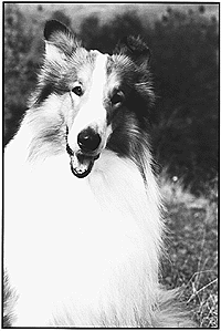 Lassie Come Home  Canine Chronicle