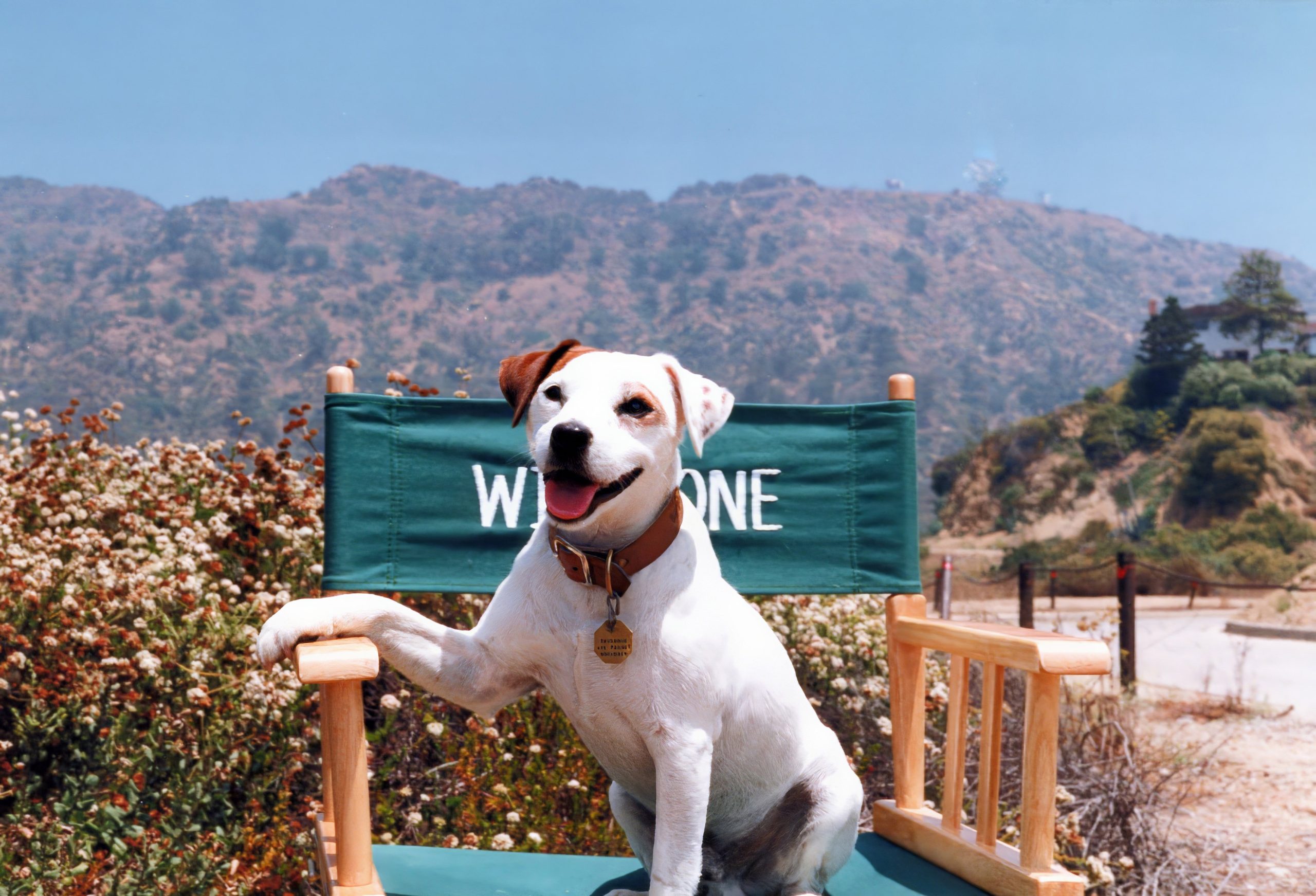 The Canine Take on Literary Classics in What’s the Story, Wishbone? • The Austin Chronicle